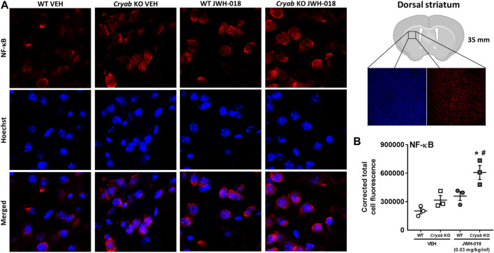 NF-κB immunoreactivity in mice from JWH-018 self-administration. (A) Immunofluorescence analysis of NF-κB and Hoechst staining in VEH- or JWH-018-exposed WT and Cryab KO mice at ×150 magnification (merged images are shown). (B) Analysis through ImageJ determined the corrected total cell fluorescence of NF-κB in mice following JWH-018 self-administration. n = 3. Data expressed as mean ± S.E.M. *p < 0.05 (vs. VEH; Tukey’s post hoc analysis). # p < 0.05 (vs. WT; Tukey’s post hoc analysis).
