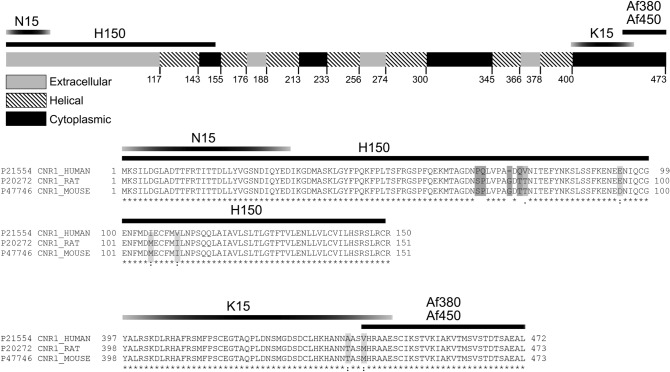 Linear scale representation of the sequence of the rat CB1 receptor (Uniprot ID P20272;available at http://www.uniprot.org/) and amino acid sequence alignment of human, rat and mouse CB1 receptor using UniProt Align (https://www.uniprot.org/align/). The position of the antigenic sequences used to produce the anti-CB1 rabbit (H150, Af380) and goat (N15, K15, Af450) polyclonal antibodies tested are indicated in both (see Table 1 for further details on anti-CB1 antibodies). Numbers on the linear representation of CB1 receptor refer to the amino acid residues in the sequence. Asterisks, two dots and one dot below the sequence alignment indicate fully conserved, highly conserved and weakly conserved residues across human, rat and mouse.