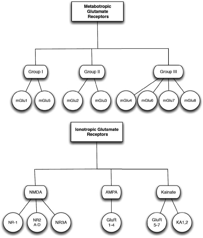 Glutamate receptors types. NMDA – N-methyl-d-aspartate receptor; AMPA – α-amino-3-hydroxy-5-methyl-4-isoxazolepropionic acid; KA – kainate; GluR – glutamate receptor; NR – NMDA receptor subtype.