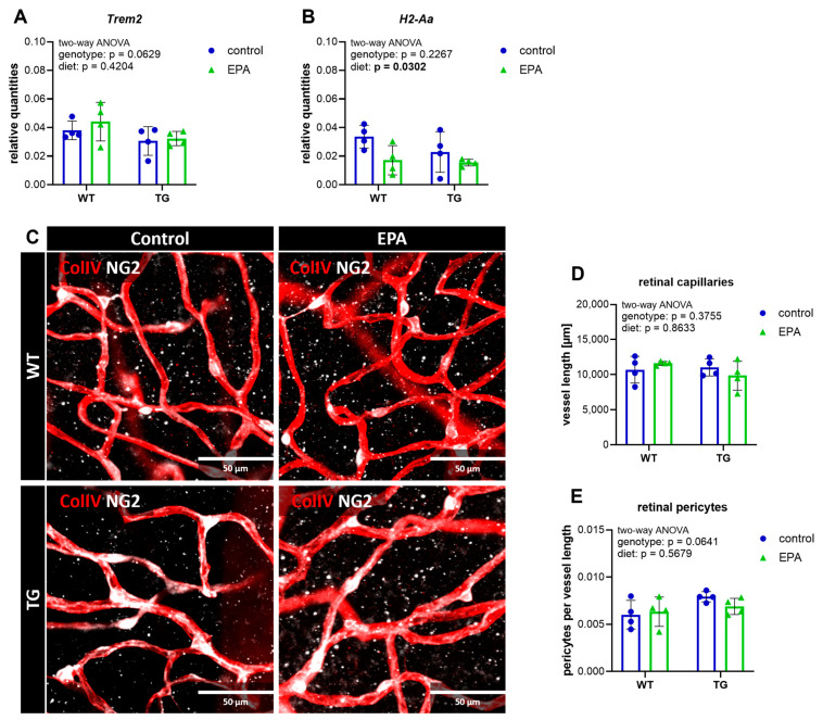 Retinal gene expression and vascular integrity. Retinal gene expression of Trem2 (A) and H2-Aa (B) was analyzed with RT-qPCR. (C) Representative retinal tissue immunohistochemically stained with Collagen IV (ColIV) for blood vessels (in red) and neural/glial antigen 2 (NG2) for pericytes (in white); the scale size is 50 µm. (D) The total length of retinal capillaries per field of view. (E) The pericyte count per vessel length. (A,B,D,E) A two-way ANOVA for main diet and genotype effects was performed. A 95% confidence interval was used, and p-values less than 0.05 were considered significant. The graphs are presented as the mean ± standard deviation, with all data points shown.