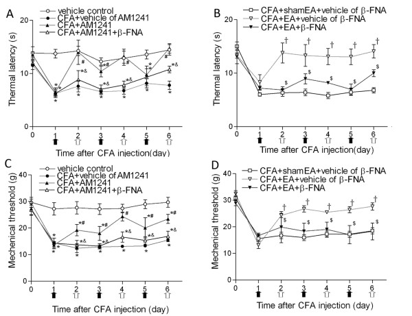Time course of the effects of β-FNA on the antinociceptive actions of AM1241 and EA on thermal hyperalgesia and mechanical allodynia in rats. A, Effects of β-FNA on the AM1241 action on thermal withdrawal latency in response to heat stimulus applied to the inflamed paw. B, Effects of β-FNA on the analgesic effect of EA on thermal withdrawal latency in response to heat stimulus applied to the inflamed paw. C, Effects of β-FNA on analgesic action of AM1241 on mechanical withdrawal threshold in response to von Frey filaments applied to the inflamed paw. D, Effects of β-FNA on the analgesic action of EA on mechanical withdrawal threshold in response to von Frey filaments applied to the inflamed paw. Time 0 represents baseline values before CFA injection. EA (2 Hz) or sham EA was administered every other day for 30 min, and AM1241 or its vehicle (50 μL) was injected subcutaneously into the dorsal surface of the left hindpaw of rats at the same time of EA, as indicated by white arrows. β-FNA or its vehicle was injected 24 hours before AM1241, EA or sham EA treatment as indicated by black arrows. Data are presented as means ± SEM (n = 8 rats in each group). *P < 0.05, compared with the vehicle control group; #P < 0.05, compared with the CFA+vehicle of AM1241 group; &P < 0.05, compared with the CFA+AM1241 group; †P < 0.05, compared with the CFA+sham EA+vehicle of β-FNA group; $P < 0.05, compared with the CFA+EA+vehicle of β-FNA group (Two-way ANOVA followed by Bonferroni's test).
