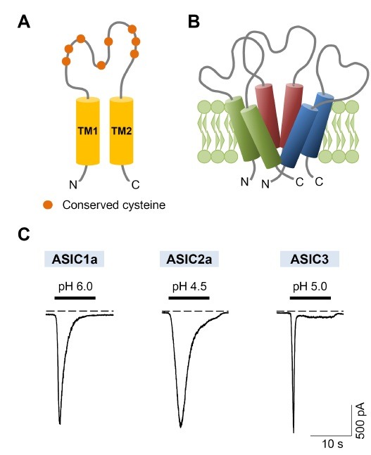 ASIC subunits and activation of ASICs by extracellular acidification. (A) Each subunit has two hydrophobic transmembrane domains, a large cysteine-rich extracellular loop, and short intracellular N- and C- termini. (B) Three subunits assemble to form a functional homo- or hetero- trimeric channel. (C) ASIC currents evoked by extracellular pH fall in tsA cells. ASIC1a, ASIC2a, and ASIC3 were activated by application of pH 6.0, 4.5, and 5.0 solution, respectively. The membrane potential was clamped to −70 mV. The dashed line indicates zero current level.