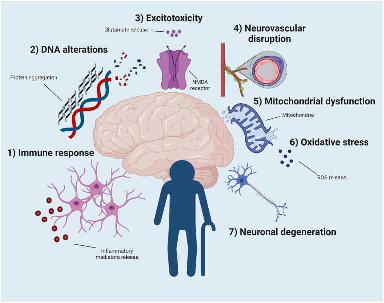 Potential physiological events that can contribute to the development of epilepsy and to the better pharmacological response of older people with epilepsy. (1) The exacerbated immune response, as well as the change in the phenotype and properties of microglia and astrocytes, seem to contribute to this phenomenon. (2) DNA modification due to protein aggregation contributes to enhance epilepsy vulnerability in the elderly population. (3) The uncontrolled release of glutamate ultimately leads to increased excitotoxicity, resulting in a new pathway that explains old brain function. (4) Blood-brain barrier permeability increases with aging. This event may increase the vulnerability to developing epilepsy but may also improve pharmacological sensitivity in older adults. (5) Mitochondrial dysfunction and oxidative stress (6) can be related to epilepsy, age, and drug response. (7) Neuronal death secondary to aging increases the susceptibility to epilepsy. Illustration created with BioRender.com under a paid subscription.