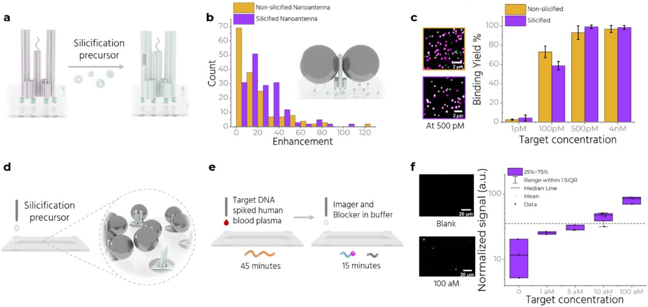 Silicification and measuring in human blood plasma.a Coating of the double stranded regions of the Trident with silica. b Enhancement values are compared for non-silicified and silicified NanoAntennas. (inset) Schematic of a silicified NanoAntenna. c (left) Exemplary confocal fluorescence scans for silicified and non-silicified NanoAntenna after incubating with 500 pM target concentration on the left. (right) Column plot comparing target binding yield at different target concentration in case of silicified and non-silicified NanoAntennas. d Silicification of nanopatterned NanoAntennas assembled in the microfluidic chip. e The microfluidic chip is incubated first with target spiked plasma for 45 minutes, washed with buffer and then incubated with imager and blocker for 15 minutes. f Measurements on the reader with target spiked plasma at target concentrations 0, 1 aM, 5 aM, 10 aM and 100 aM, with silicified NanoAntennas. Grey dashed line indicates the lowest detectable signal above blank. Zoom-in snapshots from the blank and 100 aM chip is shown on the left. Scale bar at 20 µm.