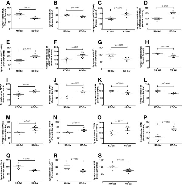 Cerebral synaptosomal proteins changed by antipurinergic therapy with suramin. (A) Phosphoinositol trisphosphate kinase (PI3K). (B) Akt (protein kinase B). (C) Serine 9 phosphorylation of glycogen synthase kinase (pGSK3β). (D) Phosphorylation ratio of glycogen synthase kinase 3β (pGSK3β/GSK3β). (E) Phosphorylated of ribosomal protein S6 Kinase (pS6K). (F) Phosphorylation ratio of pS6K/S6K. (G) Adenomatous polyposis coli (APC). (H) Purinergic receptor P2X3 (P2X3R). (I) Purinergic receptor P2Y1 (P2Y1R). (J) Inositol trisphosphate receptor (IP3R). (K) Glutamate receptor 1 (GluR1, also known as the AMPA receptor). (L) Cannabinoid receptor 1 (CB1). (M) Peroxisome proliferator activated receptor β (PPARβ, also known as PPARδ). (N) 7-Dehydrocholesterol dehydrogenase (7-DHCR). (O) Cholesterol 7α-hydroxylase (CYP7A1). (P) Steroidogenic acute response protein (StAR). (Q) Activated complement protein C1q (C1qA). (R) TAR DNA binding protein 43 (TDP43). (S) Amyloid-β precursor protein (APP). Age = 25 weeks, N = 5 per group. Values are expressed as means +/- SEM.