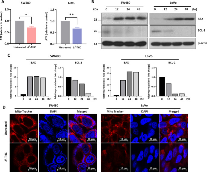 Regulation of mitochondrial function by Δ9-THC. (A) Intracellular ATP levels were determined after treatment with 40 μM Δ9-THC for 48 h. (B) Western blot analysis of SW480 and LoVo cells treated with 40 μM Δ9-THC for 12, 24 and 48 h. BAX expression increased with Δ9-THC treatment, whereas BCL-2 expression decreased. (C) Densitometric analysis was performed with Western blot images obtained from Δ9-THC treated SW480 and LoVo cell lysates. (D) SW480 and LoVo cells were treated with 40 μM Δ9-THC for 24 h and subjected to MitoTracker staining