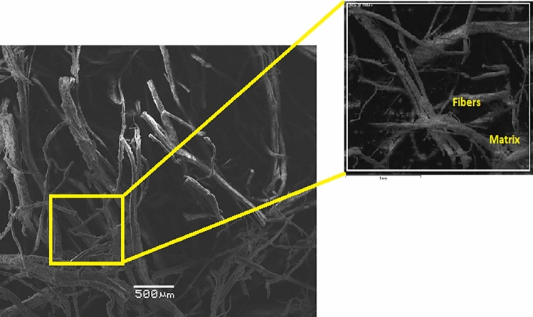 SEM image of hemp limecrete at hemp 2%.