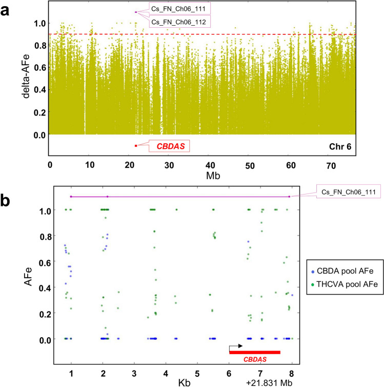 Detection of interval overlapping the CBDAS locus. (a) Plot of delta-AFe values encompassing two genomic regions (intervals) located within proximity to the chemotype determining CBDAS locus. AFe sorted by coordinate along chromosome six of the Cannabis sativa L. var. Finola (FN) genome. Delta-AFe indicates the absolute difference between AFe of CBDA and THCVA pools. Red dotted line indicates delta-AFe of 0.9. (b) Plot of AFe for the interval overlapping the 1632-nucleotide open reading frame of CBDAS. To reduce background noise, only delta-AFe supported by 0.75–2.5 × the average depth of coverage was plotted. Black arrow indicates orientation of gene (+/− strand). Pink line indicates genomic interval. Intervals displaying delta-AFe values of ≥ 0.9 were delineated using an algorithm which plots contiguous AFe values ≤ 0.1 in the CBDA pool (see “Methods”); AFe: allele frequency estimates; CBDAS: gene encoding cannabidiolic acid synthase.