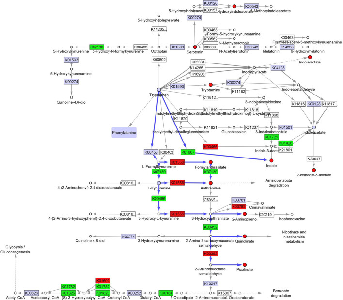 Fecal microbiome and metabolomic pathway analysis of tryptophan. Simplified projection of fecal metabolite and inferred function from microbiome measurements on the KEGG tryptophan pathway (KO00380) (36, 37, 39). Significantly increased and decreased enzymatic functions and metabolites are colored green and red, respectively, while observed but unchanged functions and metabolites are rendered gray. Likely catabolic paths discussed in the text are indicated with blue arrows.