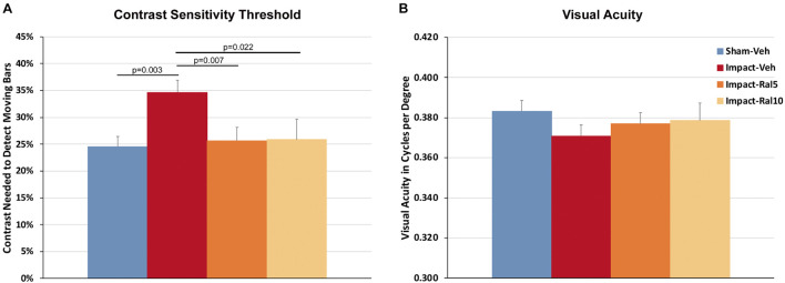 Contrast sensitivity and visual acuity as measured using Optometry ∼2 months after impact. (A) The contrast sensitivity thresholds for both eyes were significantly higher in impact-vehicle mice than in sham-vehicle mice. Mice treated with raloxifene were similar to sham and improved over impact-vehicle mice. (B) Visual acuity for impact-vehicle mice was somewhat diminished compared to sham mice, but the reduction was not statistically significant. Mice treated with raloxifene showed a smaller reduction in visual acuity than the impact-vehicle mice. Data are pooled for the two eyes. Errors bars are SEMs. Animal numbers: 21 sham-vehicle mice, 26 impact-vehicle mice, 22 impact-ral5 mice, and 14 impact-ral10 mice.