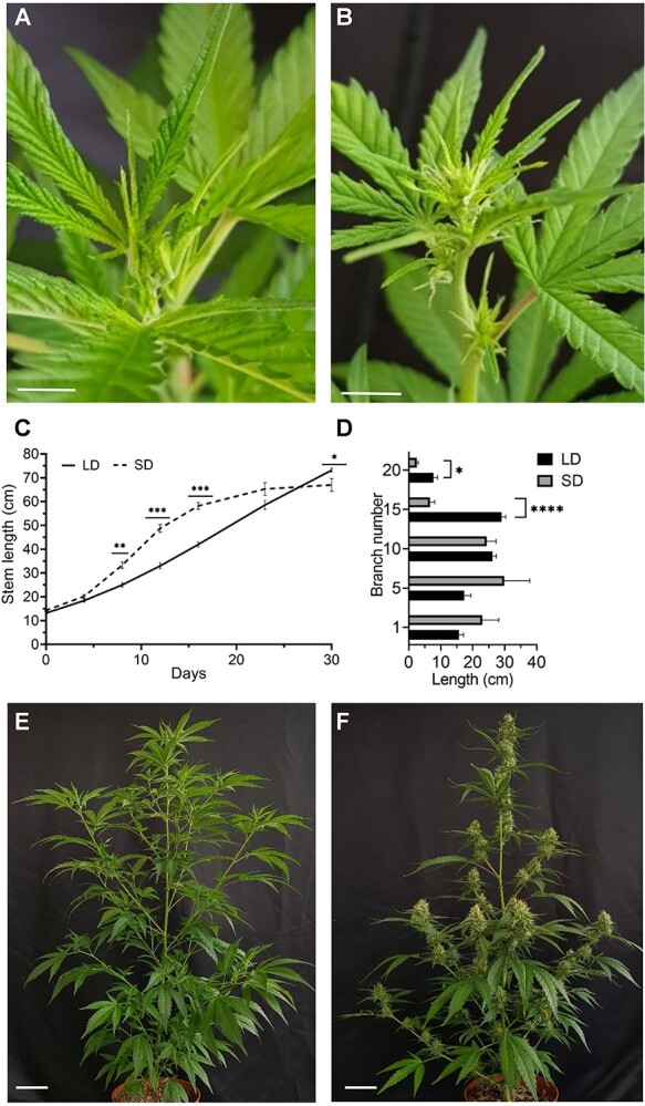 Development of cannabis plants under different photoperiods. Long day (LD – 18 h/6 h, short day (SD – 12 h/12 h. A, Plant after 1 week of growth under LD. Bar = 2 cm. B, Plant after 1 week of growth under SD. Bar = 2 cm. C, Stem elongation during 30 days of plant growth under LD and SD. D, Lateral branch length after 30 days of plant growth under LD and SD (measured for branches from node numbers: 1, 5, 10, 15, 20; n = 3–5). E, Plant after 30 days of growth under LD. Bar = 20 cm. F, Plant after 30 days of growth under SD. Bar = 10 cm. Significant differences were assessed by unpaired t-test; *, **, ***, ****P ≤ 0.05, 0.01, 0.001, and 0.0001, respectively. Presented data are averages ± SE.