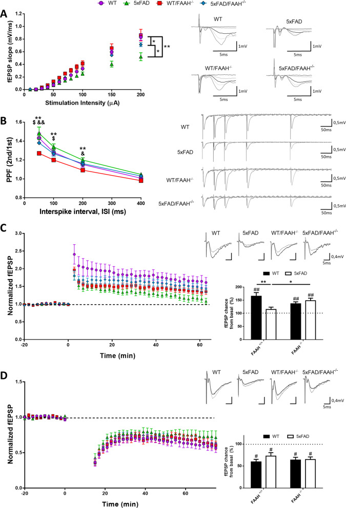 FAAH deletion rescues synaptic plasticity in 5xFAD/FAAH−/− mice. A Input/output curves of fEPSPs evoked at the CA3–CA1 synapse by single pulses of increasing intensities in WT (n = 11), FAAH−/− (n = 13), 5xFAD (n = 10), and 5xFAD/FAAH−/− (n = 12) mice (*p < 0.05 and **p < 0.01, according to the Mann–Whitney test). B Paired-pulse facilitation ratios from synaptic responses evoked by stimulation of the Schaffer collateral fibres with different interstimulus intervals (**p < 0.01 comparing WT/FAAH−/− vs 5xFAD; $p < 0.05 comparing WT/FAAH−/− vs WT; &p < 0.05, &&p < 0.01 comparing WT/FAAH−/− vs 5xFAD/FAAH−/−, according to Mann–Whitney test). C. fEPSPs were recorded from CA3-to-CA1 synapses and normalized to the average baseline value before LTP induction. Left, Time course of fEPSPs before and after theta-burst LTP induction from WT (n = 10), FAAH−/− (n = 13), 5xFAD (n = 10) and 5xFAD/FAAH−/− (n = 12) mice. Right, Average responses collected from the last 10 min of the recording and normalized to the baseline. 5xFAD slices failed to display significant potentiation (p = 0.18, according to Wilcoxon test). On the contrary, WT, FAAH−/−and 5xFAD/FAAH−/− slices were significantly potentiated with respect to their baselines (##p < 0.01, Wilcoxon test). The Mann–Whitney test was used to compare the extent of potentiation among genotypes (*p < 0.05; **p < 0.01). D fEPSPs were recorded from CA3-to-CA1 synapses and normalized to the average baseline value before LTD induction. Left, Time course of fEPSPs before and after induction of NMDA receptor-dependent LTD from WT (n = 8), FAAH−/− (n = 9), 5xFAD (n = 7) and 5xFAD/FAAH−/− (n = 9) mice. Right, Average responses collected from the last 10 min of the recording and normalized to the baseline. WT and FAAH−/− slices were significantly depressed with respect to their baseline, as well as 5xFAD and 5xFAD/FAAH−/− slices (#p < 0.05; ##p < 0.01, according to Wilcoxon test). There were no significant differences among genotypes, according to Mann–Whitney test. For all panels, data are presented as means ± s.e.m. and representative traces are shown on the right
