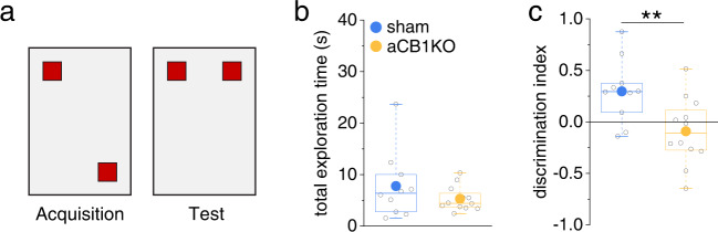 Disruption of astrocytic CB1R-mediated signaling impairs formation of spatial memory.a Schematic arena for testing object location memory. Two identical objects (red squares) are explored by the animals (10 min) during acquisition. During testing, one object is moved to a new location and mice are allowed for freely explore the objects (5 min). b Total exploration time did not differ between sham control animals and animals with conditional deletion of CB1Rs in astrocytes (aCB1KO) (7.78 ± 2.07 s vs. 5.30 ± 0.69 s, n = 10 and 12 animals, p = 0.54, two-sided Mann–Whitney U-test). c Sham control mice explored the object in the novel location significantly more whereas aCB1KO mice did not discriminate (0.30 ± 0.10 vs. −0.09 ± 0.09, n = 10 and 12 animals, p = 0.0098, two-sided Student’s t test). Data are displayed in box plots, in which the box indicates the 25th and 75th, the whiskers the 5th and 95th percentiles, the horizontal line in the box the median and the mean is represented by a filled circle. Source data are provided as a Source Data file.