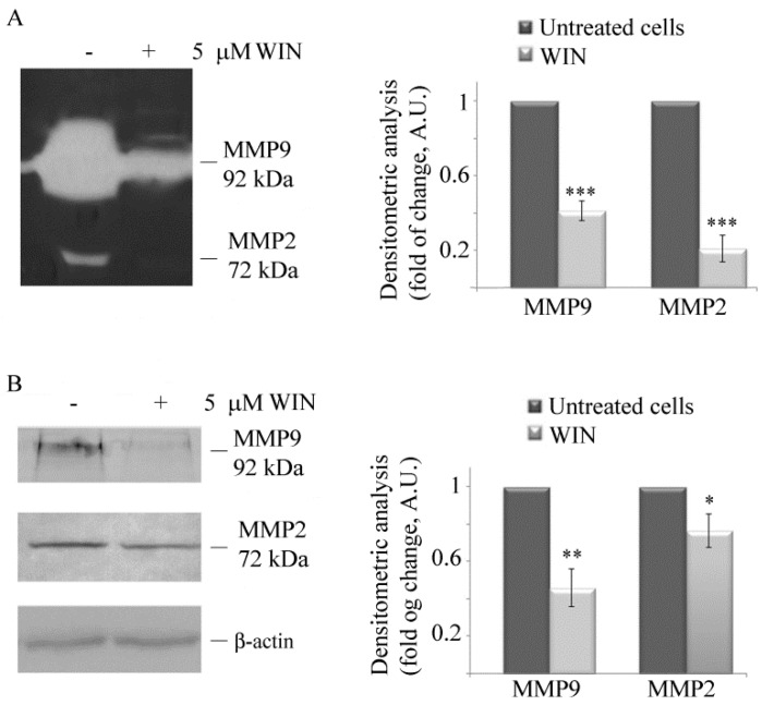 WIN treatment inhibits metalloprotease activities. Gelatin zymography (A) and Western blotting analysis (B) of the metalloproteinases MMP2 and MMP9 in MG63 cells treated for 36 h with 5 µM WIN. Arrows indicate the relative bands at 72 kDa (MMP2) and 92 kDa (MMP9). Blots are representative of three independent experiments with similar results. Densitometric analysis is reported in the histograms. (*) p < 0.05, (**) p < 0.01 and (***) p < 0.001 compared to the untreated sample. In (A), volumes containing equal amount of proteins were loaded, in (B), densitometric measurements were made after normalization with β-actin.