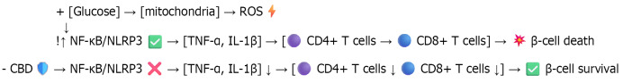 High glucose levels increase mitochondrial activity, leading to the production of reactive oxygen species, which activates the nuclear factor kappa B/nucleotide-binding oligomerization domain, leucine-rich repeat and pyrin domain-containing protein 3 inflammasome pathway. This activation raises pro-inflammatory cytokines [tumor necrosis factor alpha (TNF-α) and interleukin 1 beta (IL-1β)], promoting CD4+ and CD8+ T-cell activation and resulting in β-cell death. Cannabidiol (CBD) inhibits nuclear factor kappa B (NF-κB)/nucleotide-binding oligomerization domain, leucine-rich repeat and pyrin domain-containing protein 3 (NLRP3) activation, thereby reducing TNF-α and IL-1β levels. This downregulates CD4+ and CD8+ T-cell activity, contributing to β-cell survival.