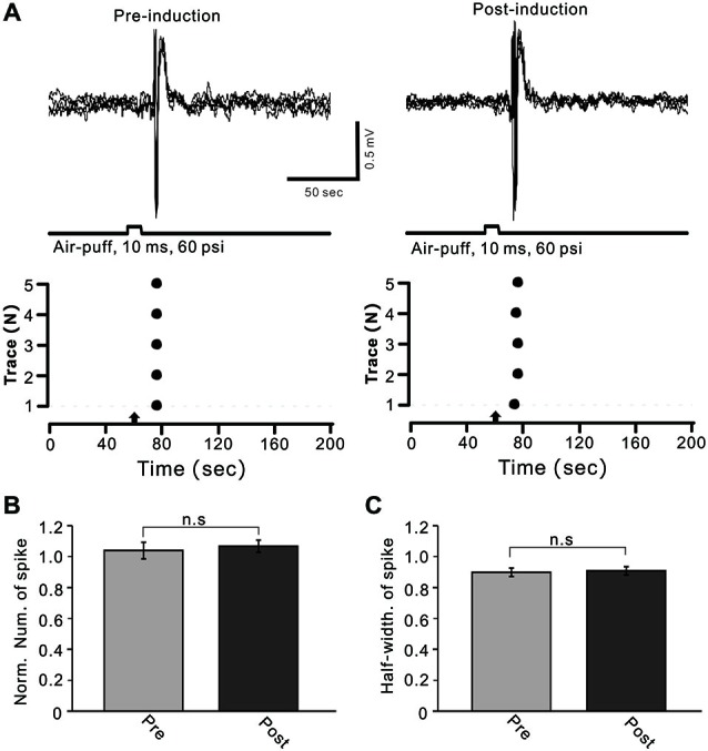 Facial stimulation had a lesser effect on cerebellar MLI activity. (A) Upper, superposition of five representative recording epochs showing air-puff stimulation (10 ms, 60 psi)-evoked spike firing in an MLI before (left) and after (post) delivery of 1 Hz (240 pulses) stimulation. The lower panel shows the master plot of spike events derived from traces of the upper panel. (B) Summary of normalized number of spike events before (Pre, red) and after delivery of 1 Hz stimulation (Post; n = 6). (C) Pooled data showing the normalized half-width of the sensory-evoked spike events before (Pre) and after delivering 1 Hz stimulation (Post; n = 6). Note that air-puff stimulation at 1 Hz did not induce a significant change in the properties of the sensory-evoked spike events on MLIs.