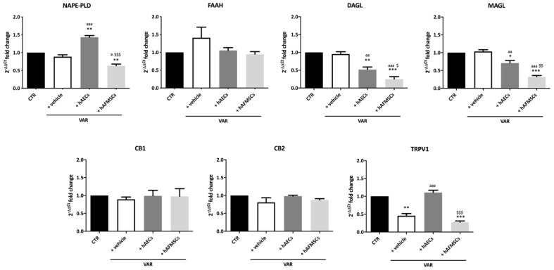 Effect of hAECs and hAFMSCs transplantation on testicular ECS gene expression in VAR-induced rats. Analysis by qRT-PCR of the main ECS components (NAPE-PLD, DAGL, FAAH, MAGL, CB1, CB2, and TRPV1) in left testes of CTR, +vehicle, hAECs and hAFMSCs. Data are the mean values ± SD obtained from at least n = 3 independent experiments. Values statistically different for * p < 0.05, ** p < 0.01, and *** p < 0.001 vs. CTR; a p < 0.05, aa p < 0.01, and aaa p < 0.001 vs. +vehicle, $ p < 0.05, $$ p < 0.01 and $$$ p < 0.001 hAFMSCs vs. hAECs.