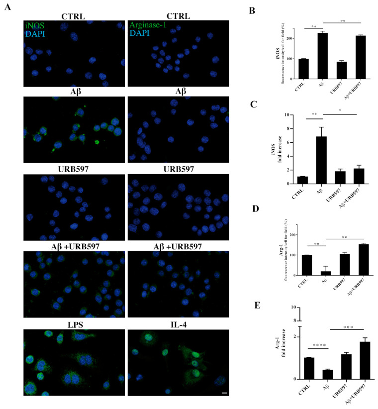BV-2 cells were pre-treated with URB597 5μM for 4 h and incubated with Aβ25–35 30 μM for 24 h. LPS and IL-4 were used as positive controls for iNOS and Arg-1 markers, respectively. Representative immunofluorescence images of iNOS and Arg-1 (A). Quantitative immunofluorescence analysis of iNOS (B) and Arg-1 (D). Quantification of fluorescence signal intensity was analyzed using ImageJ software. The results are expressed as the mean ± SD of three independent experiments. ** p < 0.01. Bar 20 μm. iNOS (C) and Arg-1 (E) mRNA expressions were evaluated by qRT-PCR at 24 h. Data are shown as mean ± SD from three independent experiments performed in triplicate. Expression profiles were determined using the 2−ΔΔCT method. * p < 0.05, ** p < 0.01. *** p < 0.001, **** p < 0.0001.