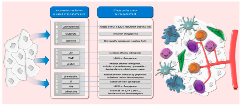 Neuroendocrine factors released by melanoma cells and their effects on the tumor microenvironment.
