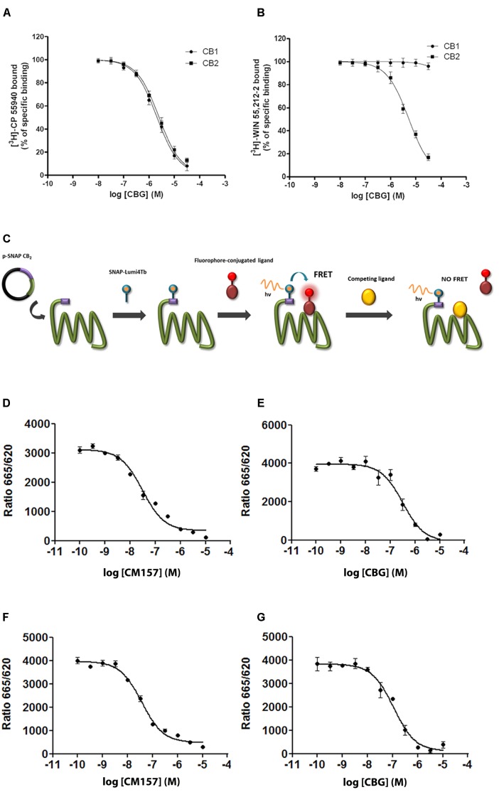 Competition by CBG of agonist binding to CB1R and/or CB2R. (A,B) Competition curves for CBG in radioligand-based assays using either [3H]-CP-55940 (A) or [3H]-WIN-55,212-2 (B) binding on membranes from CHO cells stably expressing human CB1R or CB2R. (C) Scheme of the HTRF-based competitive binding assay. The GPCR of interest with the SNAP-tagged enzyme fused to its N-terminal domain is expressed at the cell surface. SNAP is a commercially available tag consisting of circa 180 amino acids, that can be labeled with fluorophores or other probes in a covalent fashion. The GPCR–SNAP-tagged cells are subsequently labeled with a Tb-containing probe (SNAP-Lumi4-Tb) through a covalent bond between the Tb and the reactive side of the SNAP enzyme. The Tb acts as FRET donor of an acceptor covalently linked to a selective CB2 receptor ligand. Thus, upon binding of a fluorophore-conjugated ligand (FRET acceptor) on the donor-labeled SNAP-tagged/GPCR fusion protein, an HTRF signal from the sensitized acceptor can be detected since the energy transfer can occur only when the donor and the acceptor are in close proximity. In competition binding assays using CM-157, the unlabelled specific ligand competes for receptor binding site with the fluorophore-conjugated ligand, leading to a decrease in the HTRF signal detected. (D–G) HEK-293T were transiently transfected with 1 μg cDNA for SNAP-CB2R in the absence (D,E) or presence of 0.5 μg cDNA for CB1R (F,G). Competition curves of specific binding of 20 nM fluorophore-conjugated CM-157 using CM-157 (0–10 μM) (D,F) or of CBG (0–10 μM) (E,G) as competitors are shown. Data represent the mean ± SEM of five experiments in triplicates.