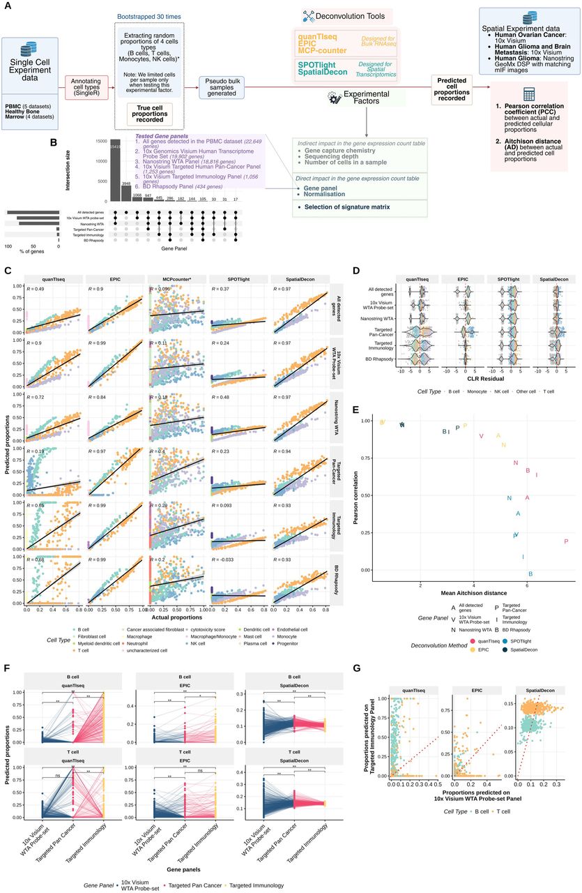 Impact of gene panel on deconvolution performance(A) Schematic representation of the approach used to simulate pseudo-bulk samples from publicly available PBMC and bone marrow single cell datasets. When testing a particular experimental factor, all other factors were kept constant using their default settings. In this analysis, we tested five commonly used gene panels across five deconvolution tools. (B) Upset plot showing gene distribution across five gene panels. Three panels (all genes, 10x Genomics, and Nanostring WTA Panel), are large, each containing over 15,000 genes. In contrast, BD Rhapsody Panel and the 10x Genomics Xenium Human Immuno-Oncology panel are much smaller, each representing less than 1% of the total number of genes. (C) Correlation plots comparing actual and predicted cell type proportions in PBMC pseudo-bulk samples. Points are colored according to cell type. Each plot facet displays R, which is the PCC. (D) Distribution of CLR residuals across deconvolution methods and gene panels. The color of the dots denotes the cell type. (E) Performance relationship between PCC and mean AD across gene panels on the deconvolution tools in the PBMC pseudo-bulk samples. (F) Predicted proportions of B and T cells across 500 randomly selected spatial spots from the same tissue section in the Human Ovarian Cancer dataset (10x Visium), evaluated across three gene panels. Proportions range from 0 to 1. Pairwise Wilcoxon tests were performed between panels, with Bonferroni correction applied. Asterisks indicate significance: p = 3.30 × 10⁻² for the comparison between the Targeted Immunology and Targeted Pan-Cancer panels using EPIC. All other comparisons marked with “**” have p < 1.5 × 10⁻¹⁴. (G) Predicted B and T cell proportions for 500 randomly selected spatial spots in the human ovarian cancer dataset, comparing the Targeted Immunology panel to the 10x Visium WTA panel. Each dot represents the same spot analysed with both panels. Colored dots represent B cells and T cells. R indicates the Pearson correlation coefficient (PCC) between panels for each cell type. The red dotted line represents the line of identity (x = y).