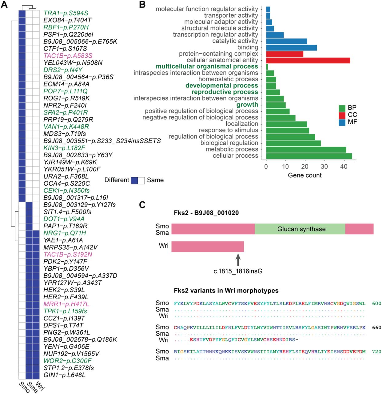 Genetic mutations associated with antifungal susceptibility and morphogenesis.A. Whole genome sequencing of a clinical isolate revealed numerous polymorphisms in genes linked to drug resistance, morphology alterations and fitness when compared to the standard strain B8441. Green color indicated genes related to biological processes shown in B. Pink color indicated genes associated with drug resistance. B. groupGO analysis of genes with mutations revealed GO terms related to altered morphological traits. C. A new frameshift mutation in FKS2 producing a truncated glucan synthase explains enhanced caspofungin sensitivity.