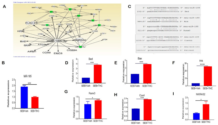 THC treatment in SEB-injected mice results in altered miR expression in lung-infiltrating MNCs. Mice were treated with SEB+Veh or SEB+THC, as described in the Figure 1 legend. MNCs from the lungs were isolated and screened for miR expression. (A): IPA pathways and relationships between miRs and genes in lung MNCs. (B): qRT-PCR validation of miR-185-3p in lung-infiltrating MNCs. (C): Seed sequence alignments between miR-185-3p and Bad, Hrk, Runx3, Cox4 and Nkiras2. (D–I) qRT-PCR validation of miR-185-3p targeted genes Bad (D), Bax (E), Hrk (F), Runx3 (G), Cox4 (H), and Nkiras2 (I) in lung-infiltrating MNCs. Statistical significance is depicted as * p < 0.05, *** p < 0.001, **** p < 0.0001 between the compared groups.