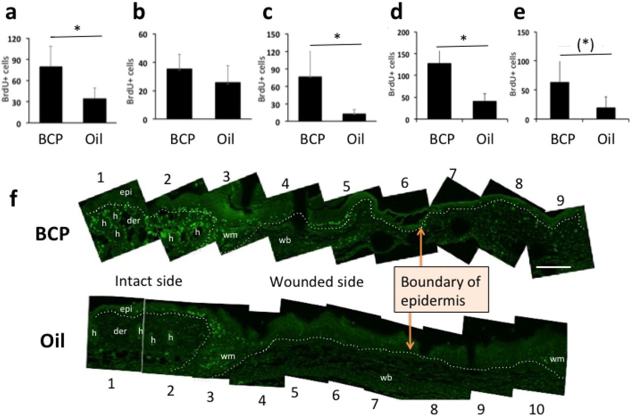 BrdU+ cells in the epidermis and dermis.(a) BrdU+ cells in the epidermis (epi in (f)) (Student T-test, T=3.077, df=8, P=0.015, BCP, n=5, Oil, n=5), (b) BrdU+ cells in the wound margin (wm in (f)) (Student T-test, T=1.343, df=8, P=0.216, BCP, n=5, Oil, n=5), (C) BrdU+ cells at the hair follicle (h in (f)) (Student T-test, T= 3.038, df=8, P=0.015, BCP, n=5, Oil, n=5). (d) BrdU+ cells at the dermis excluding wound margin (Student T-test, T=4.645, df=8, P=0.002, BCP, n=5, Oil, n=5). (e) BrdU+ cells at the BrdU+ cells at the wound bed (Student T-test, T=2.197, df=8, P=0.059, BCP, n=5, Oil, n=5). (f) Representative views of combined photos used in quantification for each groups. h: hair follicle, epi: epidermis, der: dermis, wm: wound margin, wb: wound bed, scale bar: 200 µm. Numbers below and above the photos are operationally assigned numbers for explanation in the text on locations in the wound. Dotted lines show the boundaries between epidermis and dermis, dermis and wound margin zone, and wound margin zone and wound bed.