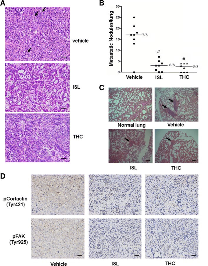 ISL and THC block metastatic potential of lung cancer cells. a H&E staining of tumor tissues excised from mice treated with vehicle, ISL or THC. Arrows point at pathological nuclear divisions. Images: 200×; Scale bars: 50 μm. b Metastatic nodules in lungs excised from mice treated with vehicle, ISL or THC. #, p < 0.001 vs vehicle. c Images of H&E staining of lungs excised from mice treated with vehicle, ISL or THC. Arrows point at metastatic nodules. Images: 100×; Scale bars: 200 μm. d Representative pictures of immunohistochemical staining of phosphor-Cortactin (Tyr421) and phosphor-FAK (Tyr925) in tumor tissues. Images: 100×; Scale bars: 200 μm