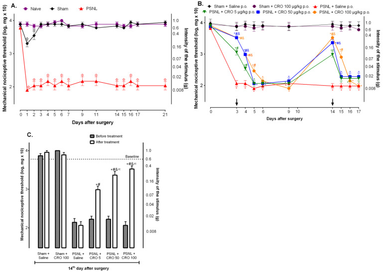 Investigation of crotalphine effect in the partial sciatic nerve injury (PSNL) model-indu ced hypernociception. Mice were submitted to surgery (sham or PSNL) and underwent behavioral testing from day 0 (baseline) to the 21st (A) day after surgery. Mice were treated with crotalphine (5, 50, and 100 µg/kg—CRO) (p.o.) on the 3rd and 14th (B,C) days after surgery (arrows). The nociceptive threshold was evaluated before, or 1 h after treatment (C), and on the following days using von Frey filaments. The results are expressed by the mean ± SEM (n = 5). Φ p < 0.05 indicates a statistical difference when compared to the Naive. * p < 0.05 indicates a statistical difference when compared to the Sham + Saline. # p < 0.05 indicates a statistical difference when compared to the PSNL + Saline. & p < 0.05 indicates a statistical difference when compared to the PSNL + CRO group 5 µg/kg. ∞ p < 0.05 indicates a statistical difference when compared before and after treatment groups. The two-way ANOVA test was used followed by Tukey’s test.