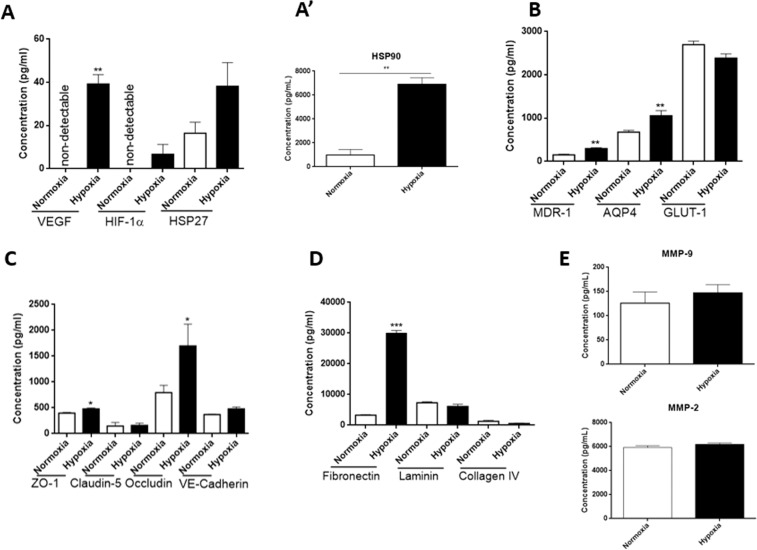 Hypoxic stress induces alterations in BBB transport, junctional and basement membrane protein levels in organoids. Two groups of 80 organoids each were pooled and cultured under hypoxic conditions and normoxic culture conditions for comparison. In A, total protein was extracted from 20 spheroid and the total extract was then pipetted into 6 wells for the ELISA. The expression of hypoxia induced proteins was only significantly higher under hypoxic condition compared to normoxic condition for VEGF. There was no significant difference in the expression of HIF-α and HSP27 between the two conditions (A) and HSP90α expression was increased under hypoxic condition (A’). Total protein expression of MDR-1 and AQP4 was significantly increase under hypoxic condition compared to normoxic condition (B). Total expression of GLUT-1 expression was not significantly different between culture conditions. Claudin-5 and VE-Cadherin expression was not significantly higher under hypoxic condition (C). Expression of other tight junction proteins Occludin and ZO-1 were significantly higher under hypoxic condition compared to normoxic condition (C). The expression of basement membrane protein was also evaluated, and Fibronectin had a significantly higher expression under hypoxic condition, while Laminin and Collagen IV expression was lower in organoids cultured under hypoxic conditions (D). In (E), protein expression of MMP-9 (upper panel) in hypoxic condition was not different when compared to normoxic condition. Similarly, MMP-2 (lower panel) expression was not significantly higher under hypoxic conditions compared to normoxic condition Student T-Test, two tailed hypothesis, n = 6 wells per condition, *P < 0.05, **P < 0.01, ***P < 0.001. Data represented as mean \documentclass[12pt]{minimal} \usepackage{amsmath} \usepackage{wasysym} \usepackage{amsfonts} \usepackage{amssymb} \usepackage{amsbsy} \usepackage{mathrsfs} \usepackage{upgreek} \setlength{\oddsidemargin}{-69pt} \begin{document}$$\pm {\rm{SEM}}$$\end{document}±SEM.