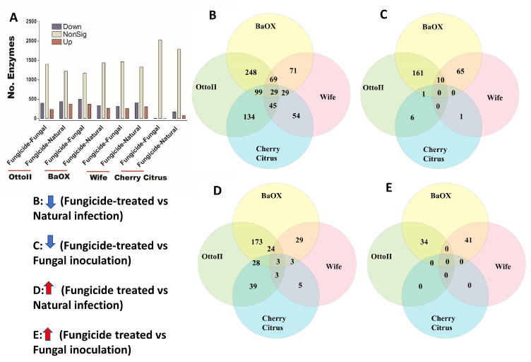 The relative abundance of enzymes and a Venn diagram illustrating shared enzymes that exhibit significant differences between fungicide-treated and non-fungicide-treated hemp cultivars. (A): This panel quantifies the number of enzymes that are significantly down-regulated (down) and up-regulated (up) (P < 0.05) or non-significantly regulated (nonSig) (P < 0.05) between fungicide-treated versus fungal inoculation, or fungicide-treated versus natural infection, across the four hemp cultivars (e.g., Otto II, BaOx, Wife, and Cherry Citrus). (B) demonstrates the shared enzymes significantly down-regulated in fungicide treatment compared to natural infection across the four hemp cultivars. (C) illustrates the shared enzymes significantly down-regulated in fungicide treatment versus fungal inoculation for the four hemp cultivars. (D) highlights the shared enzymes significantly up-regulated in fungicide treatment compared to natural infection for the four hemp cultivars. (E) presents the shared enzymes significantly up-regulated in fungicide treatment compared to fungal inoculation for the four hemp cultivars. These insights offer a detailed look at how fungicide treatment affects enzyme regulation in diverse cannabinoid-rich hemp cultivars, revealing specific enzyme responses to fungicide exposure.