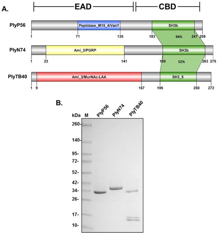 Bacillus bacteriophage endolysin structural characterization and protein profile. (A) PlyP56, PlyN74, and PlyTB40 contain divergent N-terminal enzymatic active domains (EADs) and conserved C-terminal cell wall binding domains (CBDs). PlyP56 has a Peptidase_M15_4 EAD domain found within the VanY superfamily. PlyN74 has an Amidase_2 EAD domain that is part of the MurNAc-LAA superfamily. PlyTB40 has an Amidase_3 EAD that is also part of the MurNAc-LAA superfamily but lacks homology with the Amidase_2 domain of PlyN74. All three endolysins have similar SH3-family binding domains. Color coding of EADs correspond to Figure 1. (B) Purification of Bacillus phage endolysins. E. coli BL21-(DE3) cells were transformed with a vector encoding recombinant endolysins, grown, and induced with l-arabinose as described under Methods. The recombinant endolysins were purified to homogeneity by nickel affinity chromatography. Protein samples were analyzed for purity by SDS-PAGE with Coomassie blue staining. Lane 1, molecular mass markers as indicated; Lane 2, PlyP56; Lane 3, PlyN74; Lane 4, PlyTB40.