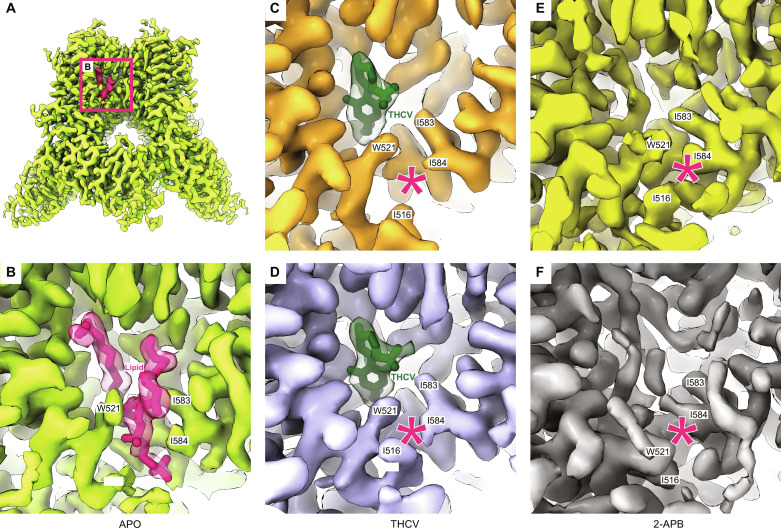 Dissociation of the vanilloid-site lipid upon agonist binding.(A) Cryo-EM density for TRPV3apo (green), with the density for the vanilloid-site lipid colored in pink. Boxed is the region expanded in (B). (B) Close-up view of the vanilloid site in APO, with density for protein shown in green and resident lipid and its density in pink. (C and D) Close-up views of the vanilloid site in OPENTHCV (C) and INACTTHCV (D), with density for protein shown in orange (C) and blue (D) and the molecule of THCV and its density in dark green. (E and F) Close-up views of the vanilloid site in OPEN2-APB (E) and INACT2-APB (F), with density for protein shown in yellow (E) and gray (F). The lack of the vanilloid-site lipid in (C) to (F) is indicated with asterisks.