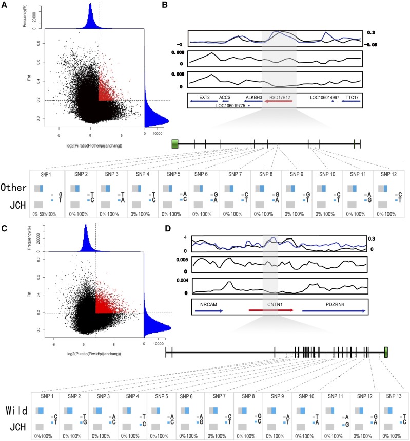Genomic regions with strong selective sweep signals in Jianchang and wild populations or Jianchang and other domesticated populations. (A) Distribution of θπ ratios [θπ (Other domestic ⁄ Jianchang)] and FST values. Data points in red are regions under selection. (B) The HSD17B12 gene showed different genetic signature in domesticated and mallards. The black and red lines represent log2 (Other domestic ⁄ Jianchang θπ) ratios and FST values, respectively. The HSD17B12 gene region is shown in gray. Allele frequencies of twelve SNPs within the HSD17B12 gene across two duck populations. (C) Distribution of θπ ratios [θπ (wild ⁄ Jianchang)] and FST values. Data points in red are regions under selection. (D) The CNTN1 gene showed different genetic signature in Jianchang ducks and mallards. The black and red lines represent log2 (θπ wild ⁄ θπ Jianchang) ratios and FST values, respectively. The CNTN1 gene region is shown in gray. Allele frequencies of thirteen SNPs within the CNTN1 gene across two duck populations. Other represents the other domestic ducks, Wild represents the mallards, JCH represents the Jianchang ducks.