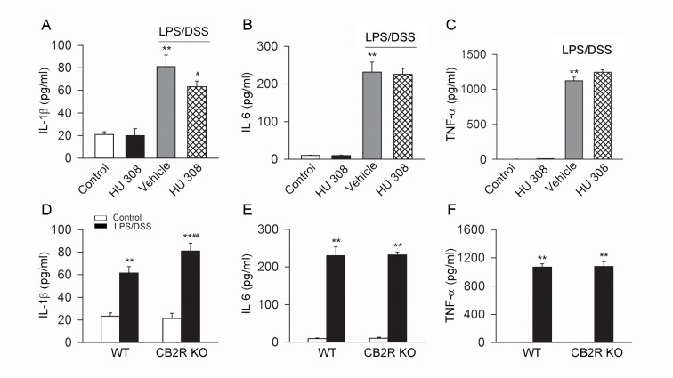 CB2R inhibits the production of IL-1β but not IL-6 and TNF-α in cultured peritoneal macrophages stimulated with LPS/DSS.After LPS (10 ng/ml) priming for 1 h, peritoneal macrophages were stimulated with 3% DSS in the presence or absence of HU 308 (10 μM) for 24 h. In another set of experiments, peritoneal macrophages from WT mice and CB2R KO mice were isolated and stimulated with/without LPS/DSS for 24 h. The levels of IL-1β, IL-6 and TNF-α were measured by ELISA. (A-C) Pre-incubated with HU 308 significantly decreased the level of IL-1β but have no effect on the levels of IL-6 and TNF-α. n = 6 per group. **P<0.01 vs. control, #P<0.05 vs. LPS/DSS+vehicle. (D-F) In comparison to WT group, the level of IL-1β was significantly increased in CB2R KO group, while the levels of IL-6 and TNF-α weren’t increased. n = 6 per group. **P<0.01 vs. control, ##P<0.01 vs. WT.