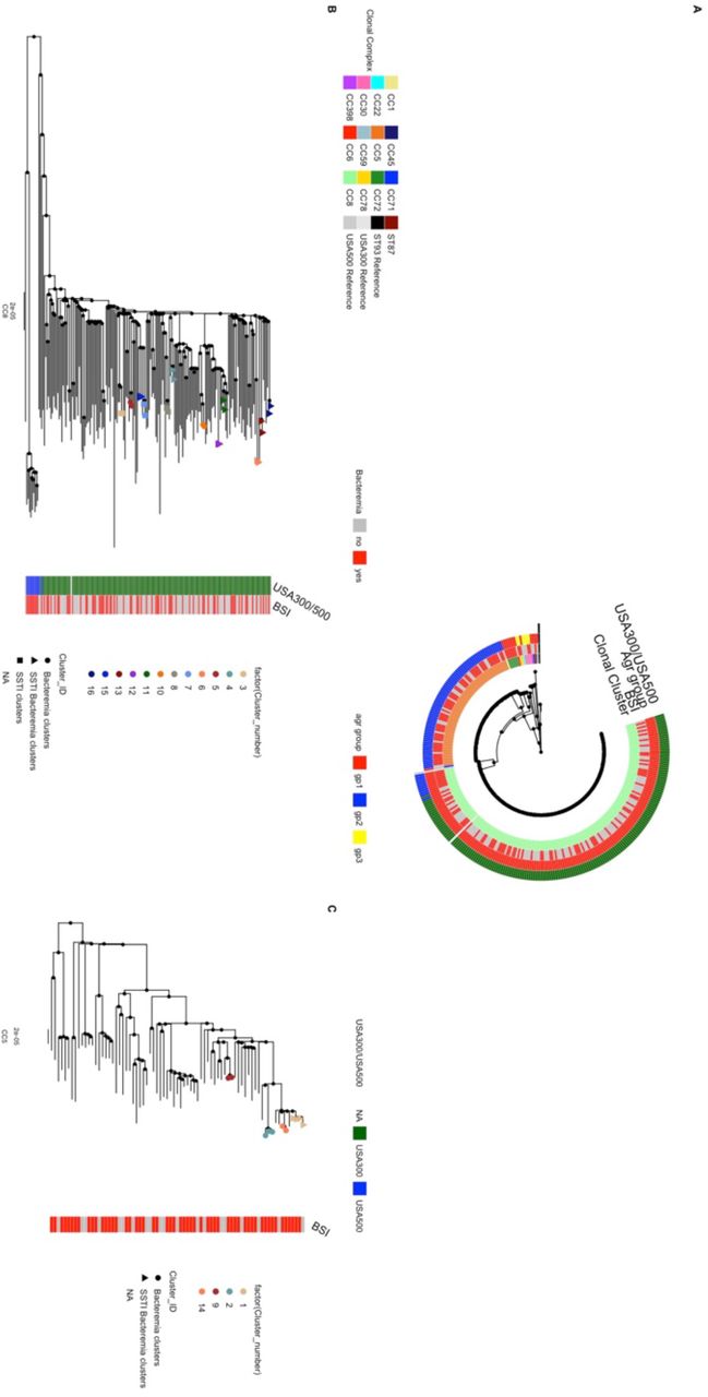 A) Maximum likelihood tree of all sequenced samples. Heatmap depicts clonal complexes, if the samples are from a bloodstream infection (BSI), and agr group. B) CC8 cluster only, C) CC5 cluster only, branch tips indicate outbreak clusters > 15 SNPs. Clusters with only BSI strains are represented with a circle, clusters with only strains from skin and soft tissue infections (SSTIs) are represented with a square, and clusters containing both BSI and SSTI strains are represented by triangles.