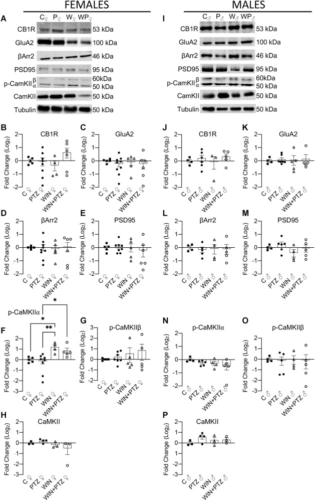 Expression levels of proteins obtained from a fraction enriched in cytoplasmic proteins/proteins bound to small organelles. (A) Representative Western blots of CB1R, GluA2R, βArr2, PSD95, p-CaMKII and total CaMKII in females and (I) males. (B–H) Quantification of (A) (Females. CB1R: C, n = 5; PTZ, n = 8; WIN, n = 4; WIN + PTZ, n = 6; GluA2: C, n = 5; PTZ, n = 9; WIN, n = 5; WIN + PTZ, n = 6; βArr2: C, n = 5; PTZ, n = 9; WIN, n = 5; WIN + PTZ, n = 6; PSD95: C, n = 5; PTZ, n = 8; WIN, n = 5; WIN + PTZ, n = 6, p-CaMKIIα: C, n = 5; PTZ, n = 8; WIN, n = 4; WIN + PTZ, n = 5; p-CaMKIIβ: C, n = 5; PTZ, n = 7; WIN, n = 5; WIN + PTZ, n = 5; total CaMKII: C, n = 3; PTZ, n = 4; WIN, n = 3; WIN + PTZ, n = 3). (J–P) Quantification of (D) (Males. CB1R: C, n = 4; PTZ, n = 6; WIN, n = 3; WIN + PTZ, n = 5; GluA2: C, n = 4; PTZ, n = 7; WIN, n = 5; WIN + PTZ, n = 5; βArr2: C, n = 4; PTZ, n = 5; WIN, n = 4; WIN + PTZ, n = 5; PSD95: C, n = 4; PTZ, n = 6; WIN, n = 4; WIN + PTZ, n = 5, p-CaMKIIα: C, n = 4; PTZ, n = 5; WIN, n = 4; WIN + PTZ, n = 5; p-CaMKIIβ: C, n = 4; PTZ, n = 5; WIN, n = 4; WIN + PTZ, n = 5; total CaMKII: C, n = 3; PTZ, n = 4; WIN, n = 3; WIN + PTZ, n = 3). Tubulin was used as protein loading control for all gels. *p < 0.05 and **p < 0.01, one-way ANOVA with Tukey’s multiple comparisons post hoc.