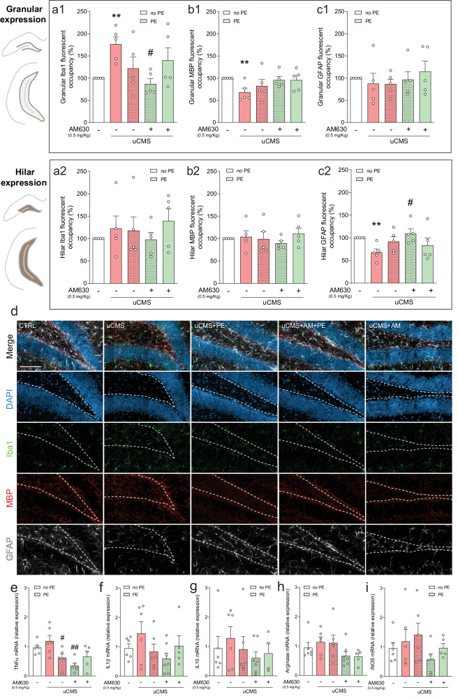 CB2R inhibition in combination with PE ameliorates chronic stress-induced neuroinflammatory changes.a Chronic stress increases Iba1 granular expression (a1), an effect prevented by AM630 treatment in combination with PE; Iba1 hilar expression remains unchanged in all conditions (a2). b Chronic stress-induced decrease in MBP granular expression is rescued by PE in combination with AM630 treatment (b1); MBP hilar expression remains unaltered when comparing every experimental condition (b2). c GFAP expression in the granular cell layer is unchanged (c1) but uCMS evokes a decrease in GFAP hilar expression, which is reverted by treatment with AM630 in combination with PE. d Representative images of coronal sections of hippocampal DG of all tested conditions, stained for DAPI (blue), Iba1 (green), MBP (red), and GFAP (white) with merged and individual channels; scale bar = 50 µm. The expression of neuroinflammation-related markers e TNFα, f IL1β, g IL10, h arginase, and i iNOS is differentially affected by uCMS and PE in combination with AM630 treatment. Data presented as mean ± SEM and circles represent individual data points (animals) [Student’s t test: **p < 0.01 vs CTRL; Two-way ANOVA: #p < 0.05 vs uCMS; further statistical details in Table S4]. uCMS unpredictable chronic mild stress, AM630 CB2R inverse agonist, PE physical exercise.