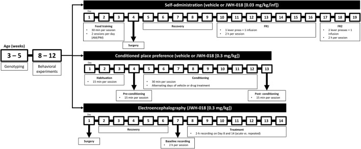 Schedule of behavioral experiments. Mice are genotyped between 3 and 5 weeks of age using tail samples. Mice are then segregated according to genotype. Starting at 8 weeks of age, only male mice are housed according to the experiment. Brains may be collected at the end of each behavioral experiment.