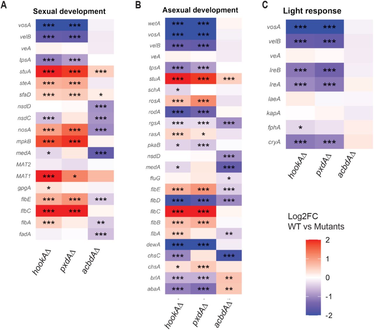 (related to figure 2). Developmental pathway genes are differentially expressed in hookAΔ and pxdAΔ. (A-C)Heatmaps of standardized transcript levels of mutants as compared to the WT for essential reproductive genes involved in asexual development (A), sexual development (B), and light response (C). Data are represented as mean ± SD (n = 4 biological replicates). * p < 0.05, ** p < 0.01, *** p < 0.001, **** p < 0.0001 and n.s. (not significant) by two-way ANOVA.