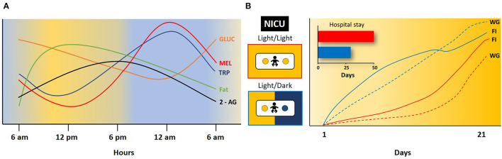 Daily rhythm in some milk components and effect of light/dark conditions on infant development. (A) Changes in concentration of glucocorticoids (GLUC), melatonin (MEL), tryptophan (TRP), fat and 2-arachidonoyl glycerol (2-AG) in 24 h. Modified from (5, 6, 33, 35, 36). (B) Effect of constant light (Light/Light) or 12 h light and 12 h dark (Light/Dark) on food intake (FI), weight gain (WG), and length of hospital stay in infants at the neonatal intensive care unit (NICU). Blue line and dashed lines infants in Light/Dark; Red line and dashed lines infants in Light/Dark. Note the shorter hospital stay and the increase in food intake and weight gain in infants in Light/Dark cycle in comparison to infants in Light/Light conditions. Modified from (45).