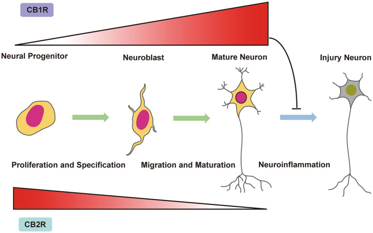 Endocannabinoid system control of neurogenesis and neural cell fate in the immature brain. CB1 receptor expression is present in neural progenitors (NPs) and increases during neuronal proliferation, differentiation and maturation. In contrast, the CB2 receptor is present in NPs and is downregulated upon neuronal proliferation, differentiation and maturation. During neuronal development, CB1 and CB2 receptors control NP proliferation, neuroblast migration and neuron maturation. Under neuroinflammatory conditions, activation of CB1 receptors has been shown to restore adult neurogenesis and decrease the number of injured neurons.