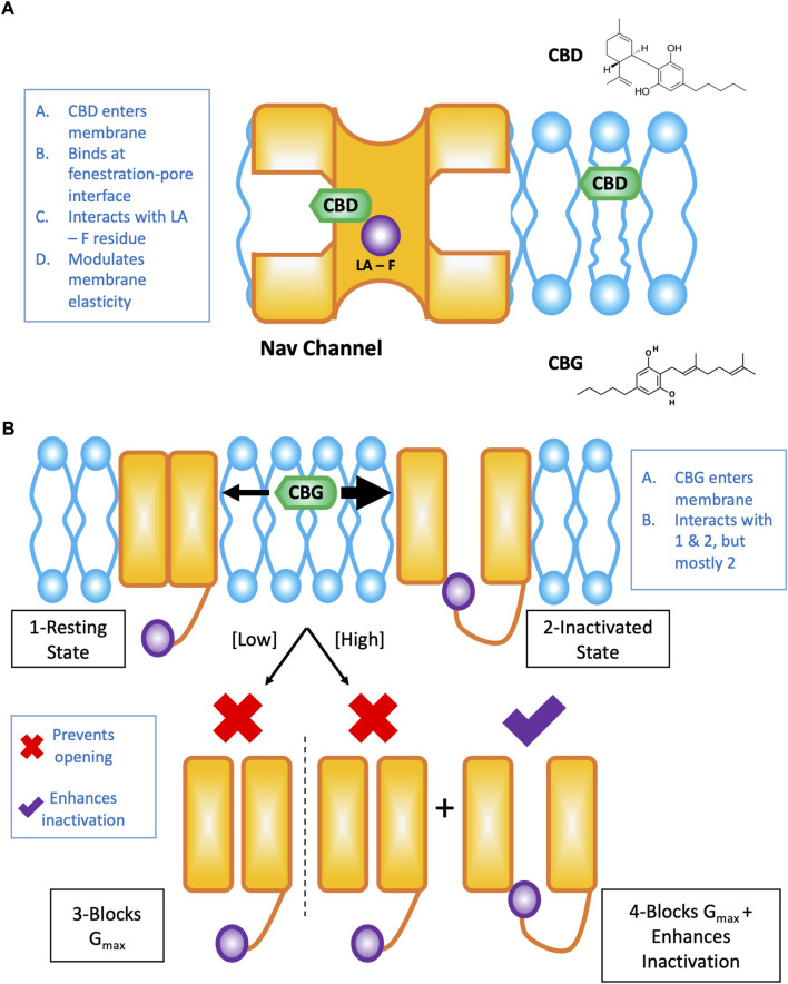 Cartoon summary of CBD and CBG effects on Nav channels. This figure is a redrawn version of our previously published papers (Ghovanloo and Ruben, 2021; Ghovanloo et al., 2022a). (A) Shows the pathway of CBD from the lipid phase through the mammalian Nav fenestration and into the pore, where it interacts to some extent by the local anesthetic (LA) site with the pore phenylalanine (F) residue. (B) Cartoon representation of the concentration-dependent modality of CBG effects on Nav channels. CBG, like CBD is a state-dependent Nav inhibitor with an increased affinity for the inactivated state. Overall, however, CBG causes a reduction in total conductance/channel opening more potently than inactivation is stabilized in the presence of CBG.