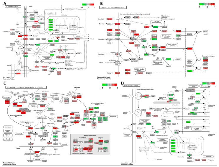 Changed expression of genes regulating GO terms: (A) Alzheimer’s disease, (B) osteoclast differentiation, (C) protein processing in the endoplasmic reticulum, and (D) Huntington’s disease in response to high–THC extract #18 and cisplatin combination compared to DMSO in the HT–29 CRC cell line. The genes are coloured according to the difference in expression level between treatment and control for each sample. Red colour shows upregulation and green downregulation relative to the treatment group. Data based on GAGE unidirectional analysis.