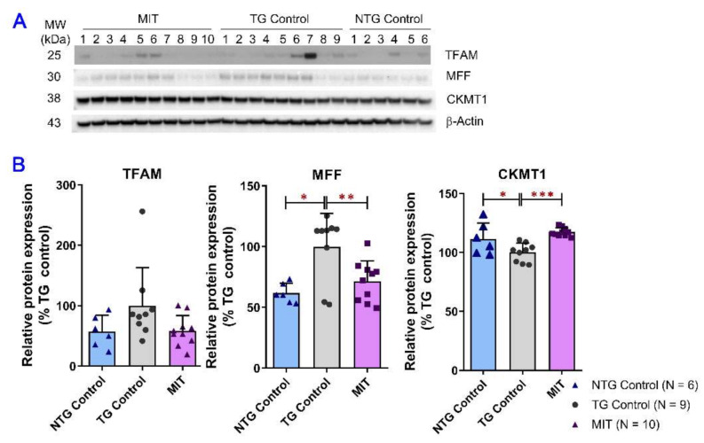Evaluation of the MIT effect on the regulators of mitochondrial dynamics in the brain using semi-quantitative Western blot analysis. The brain tissue samples were collected from the TG and NTG control mice and TG mice treated with MIT for 3 months. (A) Representative immunoblots showing the expression of MFF, TFAM, and CKMT1 proteins in brain tissues collected from individual mice. (B) Densitometric analysis of the relative expression of MFF, TFAM, and CKMT1 proteins in brain tissues obtained from different study groups. There was a significant difference in the expression of MFF and CKMT1 proteins in NTG control (p < 0.05 for both) and TG MIT treatment (p < 0.01 and p < 0.001 for MFF and CKMT1, respectively) groups in comparison to the TG control group. The data are expressed as mean ± SD (N = 6 for the NTG control group, N = 9 for the TG control group, and N = 10 for the TG MIT treatment group). SD is denoted by error bars. * p < 0.05, ** p < 0.01, and *** p < 0.001 were compared between NTG control mice, TG control mice, and MIT-treated TG mice using a one-way ANOVA followed by a Tukey’s post hoc multiple comparison test.