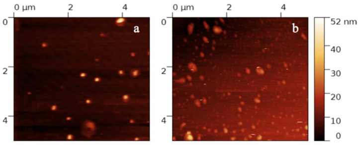 AFM topographic image 5 × 5 µm of U-SLNs (a) and PEA-SLNs (b).