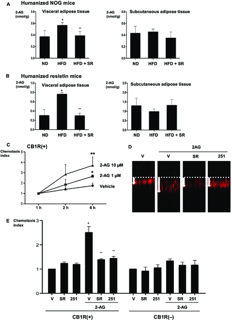 Migration of CB1R-positive cells induced by 2-AG and different 2-AG levels in adipose tissues. (A and B) 2-AG levels in visceral and subcutaneous adipose tissues of humanized NOG mice and humanized resistin mice measured by LC-MS/MS (*P < 0.05, ND versus HFD; **P < 0.05, HFD versus HFD + SR; n = 4). (C to E) CB1R-positive cells and CB1R-negative cells were added to the transwell insets, and 2-AG was added at 1 and 10 μM concentrations to the lower compartment. Incubation was carried out for the indicated periods of time (* P < 0.05, V versus 2-AG 1 μM; **P < 0.05, V versus 2-AG 10 μM; n = 4). (D) Representative figure of each group in the transwell migration assay. (E) Cells were pretreatment with vehicle, 1 μM SR141716, and 10 μM AM251; they were then added to the transwell inserts. The migration of the cells from the upper to lower compartment was measured (* P < 0.01, vehicle versus 2-AG; **P < 0.01, 2-AG + V versus 2-AG + SR141716 or AM251; n = 4).