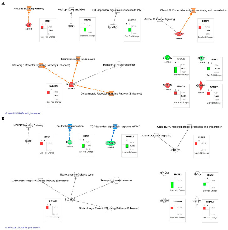 Canonical pathway overlay analysis of differentially expressed proteins identified by quantitative proteomics in HIV-infected macrophages. Canonical pathway maps were generated using Ingenuity Pathway Analysis (IPA; QIAGEN Inc., Redwood City, CA, USA). (A) Comparison of HIV+MDM-vehicle vs. control. (B) Comparison of HIV+MDM- JWH-133 vs. HIV+MDM-vehicle macrophages. Networks highlight molecular interactions and biological pathways affected by HIV infection and CB2R agonist treatment, including NF-κB inhibitor epsilon (NFKBIE) signaling, GABAergic and glutamatergic receptor signaling, class I MHC-mediated antigen processing and presentation, and the neurotransmitter release cycle. Box plots next to each node display the log2 fold change (FC) values for individual proteins, with p-values shown below the symbols for significant results. The black bars labeled “1” or “2” within the fold change boxes denote the dataset used for the overlay, corresponding to Dataset 1 (HIV+MDM-vehicle vs. control) and Dataset 2 (HIV+MDM JWH-133 vs. HIV+MDM-vehicle), respectively. Orange and red nodes indicate upregulated proteins or pathways, while green and blue nodes represent downregulation relative to the comparison group.