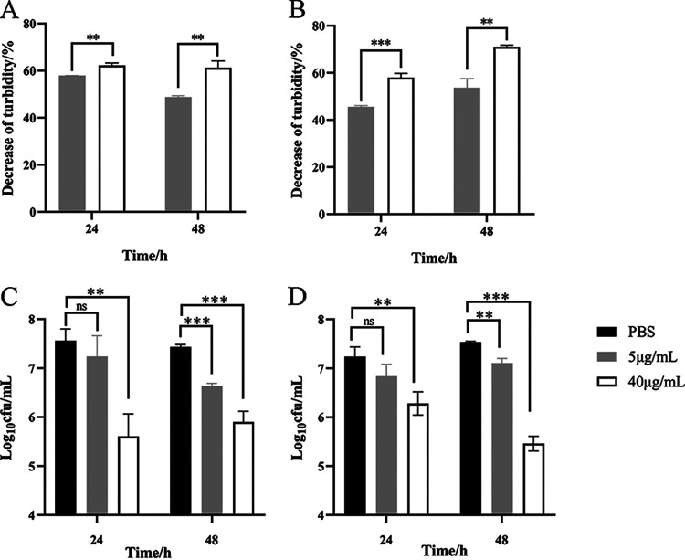 The antibiofilm activity of ClyQ. (A and B) The biofilms of S. aureus ATCC 43300 (A) and S3 (B) were removed by treatment with ClyQ (5 and 40 μg/mL) at 37°C for 1 h. (C and D) Viable cell counts of S. aureus ATCC 43300 (C) and S3 (D) biofilms treated with ClyQ (5 and 40 μg/mL) at 37°C for 1 h. Significant differences between the PBS groups and the 5 μg/mL ClyQ or 40 μg/mL ClyQ group were determined by Student’s t test; ns, not significant; **, P < 0.01; ***, P < 0.001. Error bars show the standard deviations (SD).
